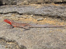 Lava Lizard II